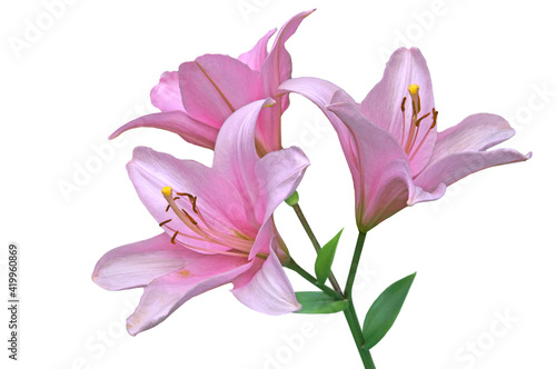 Fototapeta Naklejka Na Ścianę i Meble -  Three pink flowers of lily (Lílium) with green leaves close-up on a white isolated background