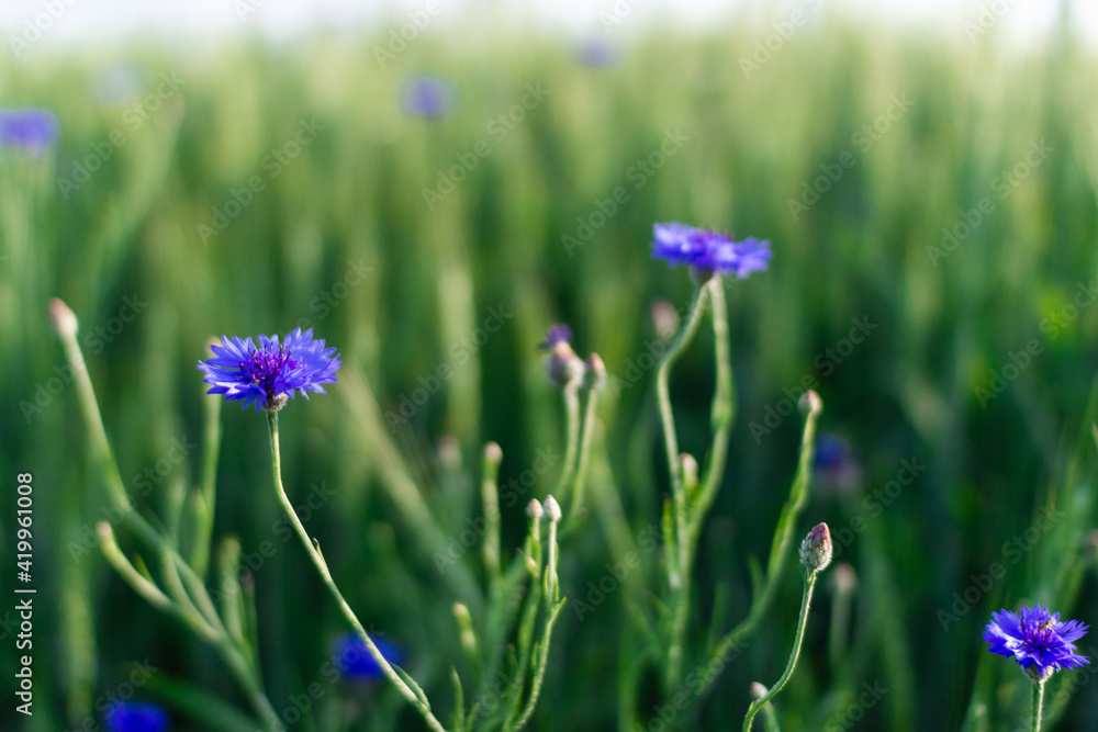Cornflowers close-up in green grass. Field with cornflowers. Summer background Cornflowers close-up in green grass. Field with cornflowers. Summer background