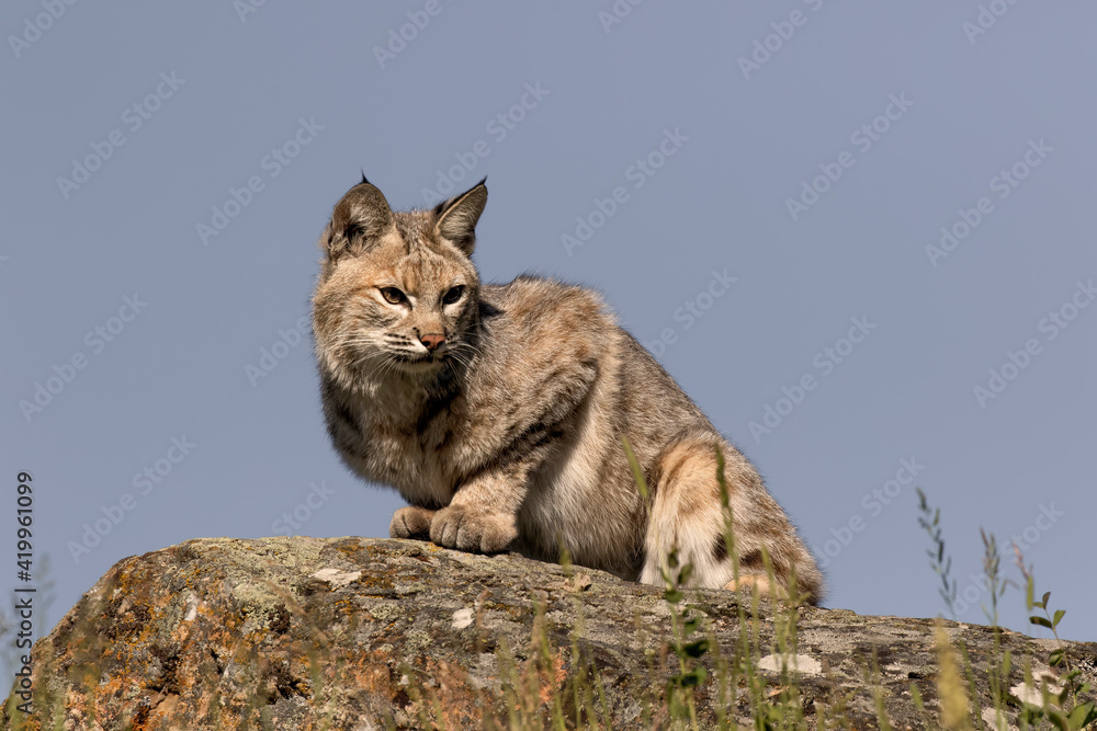Obraz premium Bobcat.