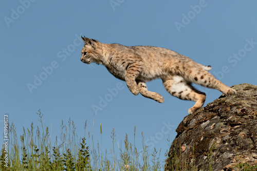 Photos Bobcat jumping.