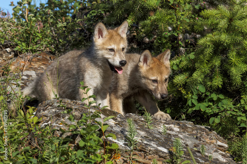 Photography Wolf pups.