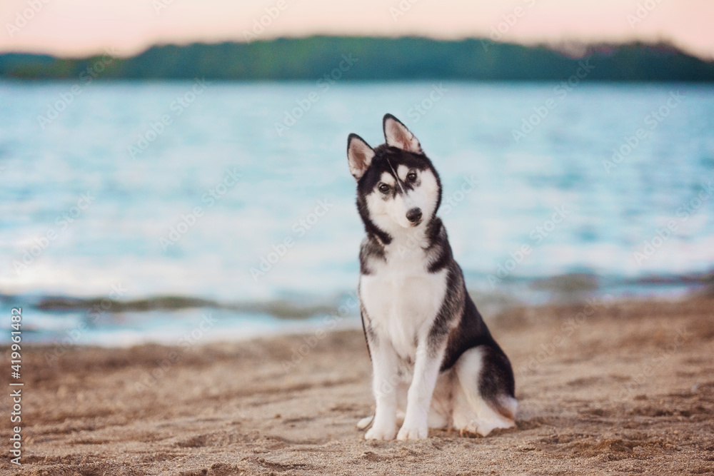 Siberian Husky at the Beach