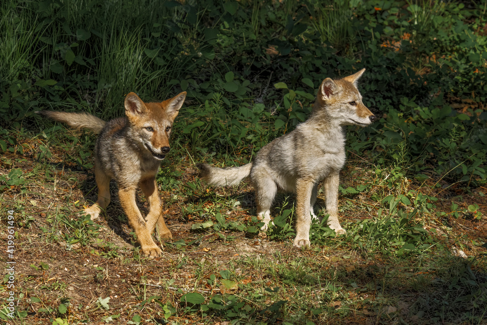 Fototapeta premium Coyote pups, Canis latrans.