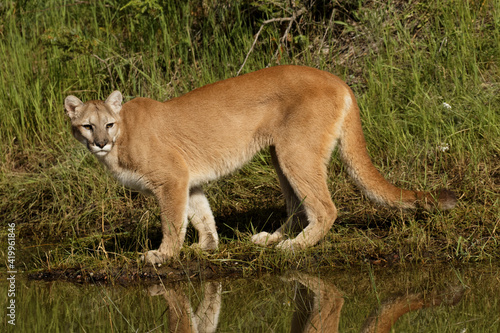 Mountain lion and reflection on pond, Kalispell, Montana.