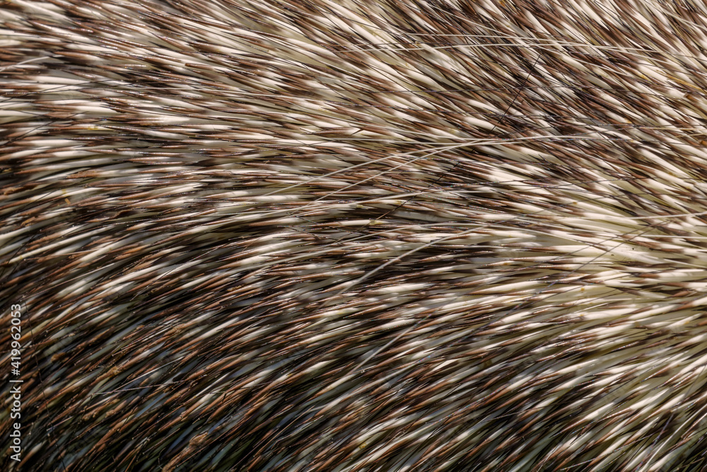 North American Porcupine quills or spines up close. North American Porcupine quills or spines up close.
