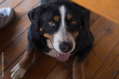 portrait of a dog