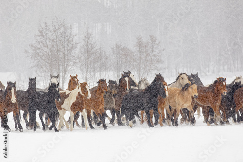 Winter horse roundup, Kalispell, Montana. photo