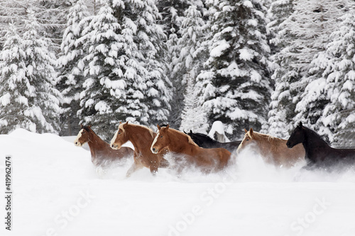 Horses running during winter roundup, Kalispell, Montana.