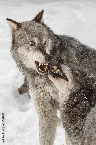 Tundra wolves exhibiting dominance behavior in winter.