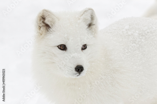 Arctic fox in winter coat on snow.
