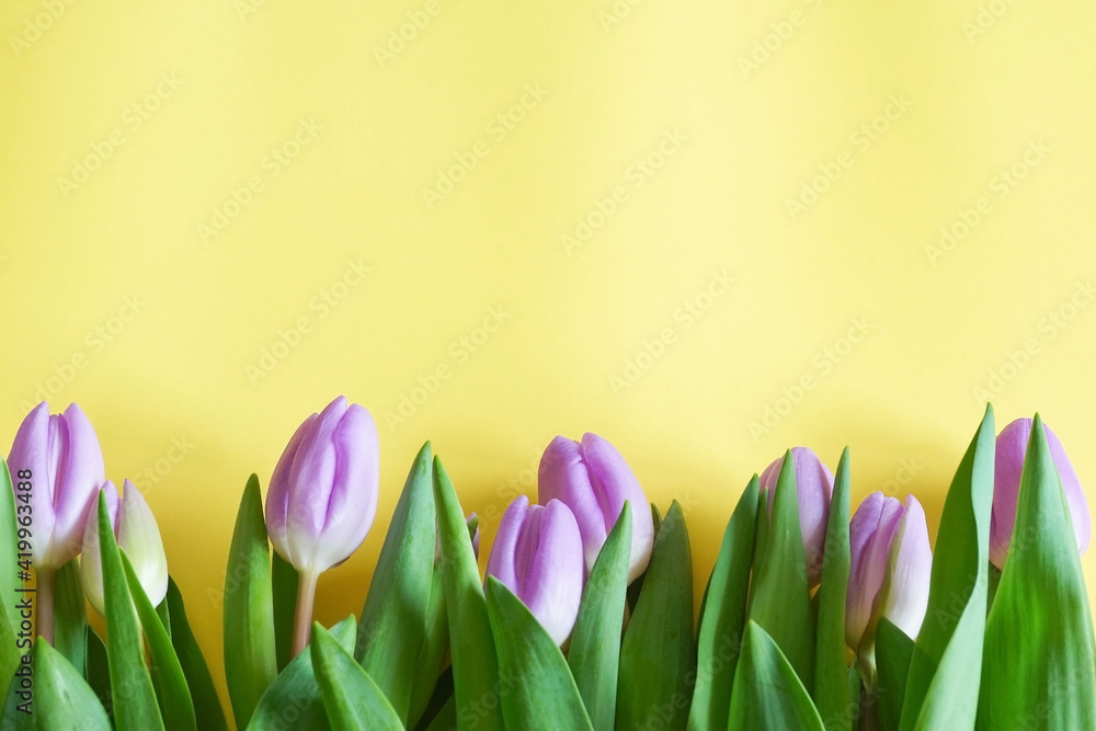 Purple tulip flowers on bottom yellow background copy space 