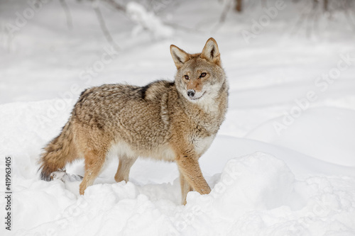 Coyote in deep winter snow  Montana.