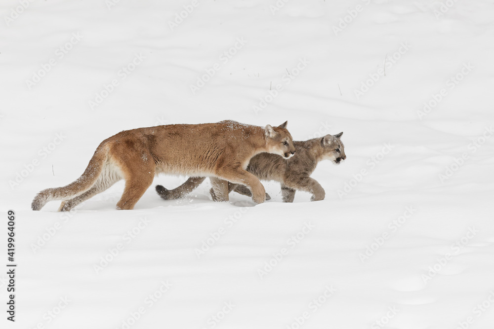 Mountain lion cub walking beside adult female mother in deep winter snow. Mountain lion cub walking beside adult female mother in deep winter snow.