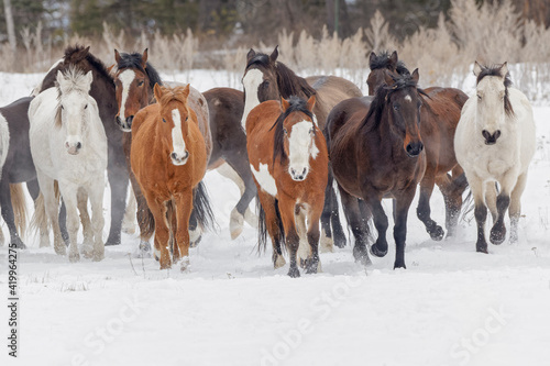 Herd of rodeo horses running through meadow in winter, Kalispell, Montana.