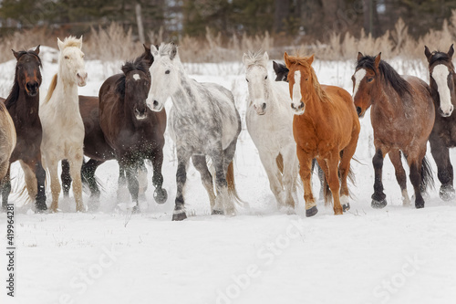 Herd of rodeo horses running through meadow in winter  Kalispell  Montana.