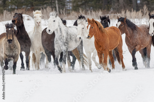 Herd of rodeo horses running through meadow in winter, Kalispell, Montana. © Danita Delimont