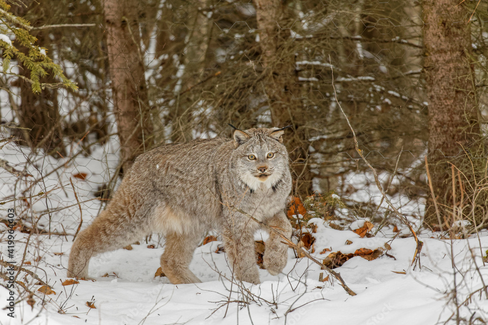 Canada lynx in winter. Canada lynx in winter.