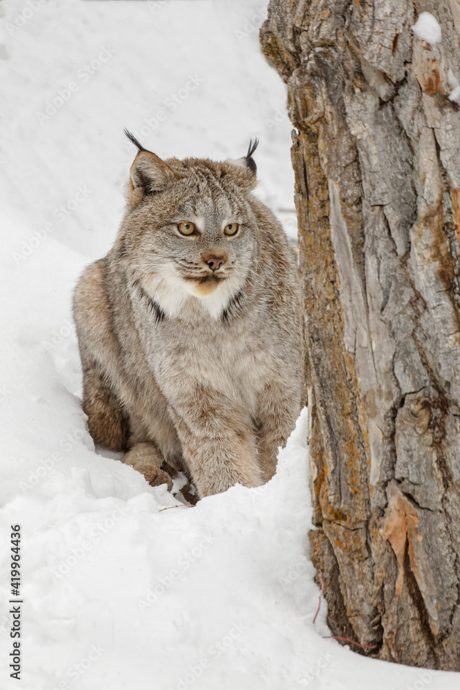 Fototapeta premium Canada lynx in winter.
