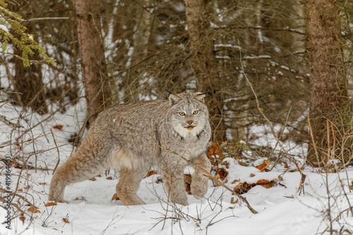 Canada lynx in winter.