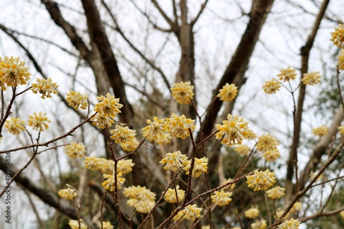 春の黄色い花　ダンコウバイ © ペパーミント