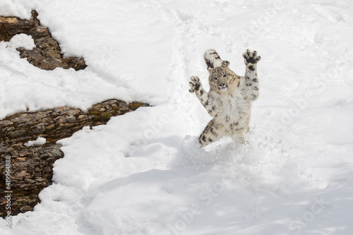 Snow leopard leaping after prey, Montana.