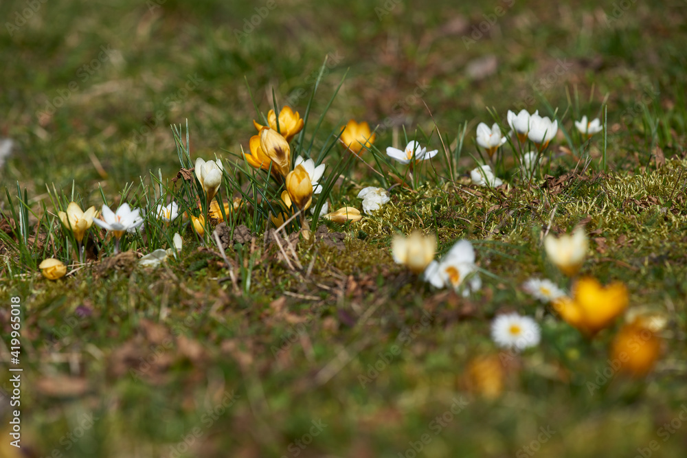 krokusfeld 10