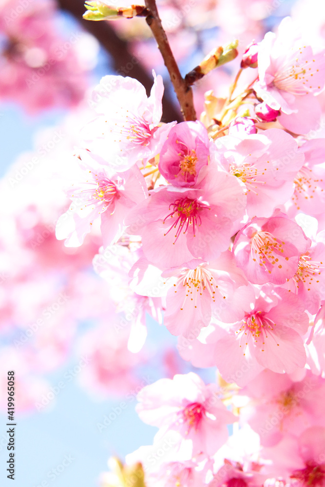 桜 ピンク 花びら 綺麗 穏やか 満開 春 日本 さくら かわいい 入学 卒業 花見 Stock Photo Adobe Stock