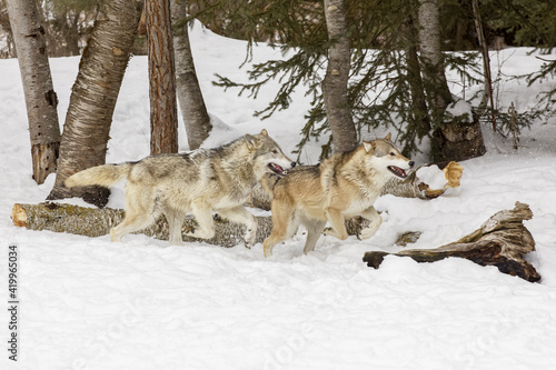 Obraz na płótnie Tundra wolves running in snow, Montana.