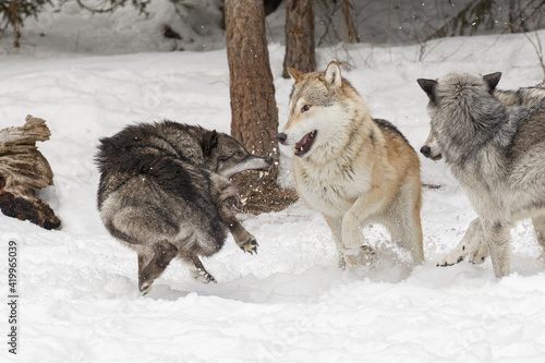 Tundra wolves exhibiting pack dominance behavior in winter, Montana. © Danita Delimont