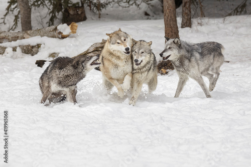 Tundra wolves exhibiting pack dominance behavior in winter  Montana.