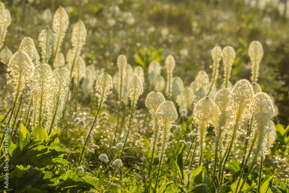 USA, Montana, Glacier National Park. Backlit bear grass. USA, Montana, Glacier National Park. Backlit bear grass.