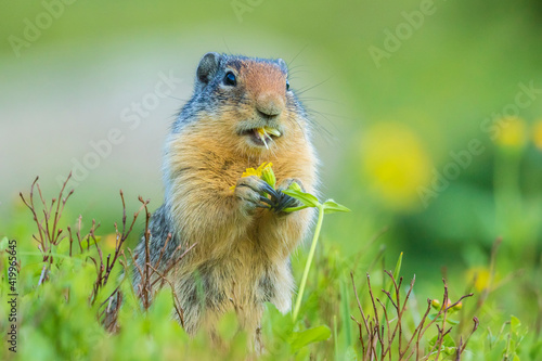 USA, Montana, Glacier National Park. Columbian ground squirrel eating flower.