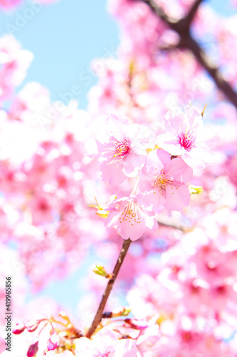さくら 美しい 満開 花見 ピンク サクラ 花びら サクラ かわいい 日本 入学  © rin