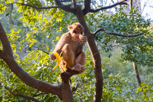 Photography Monkey sitting on tree branch and eating banana in China Guilin park keeping ban