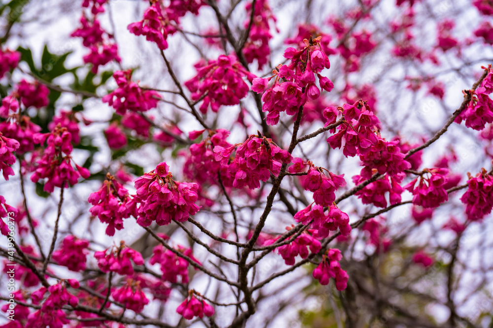 風土記の丘の寒緋桜 風土記の丘の寒緋桜