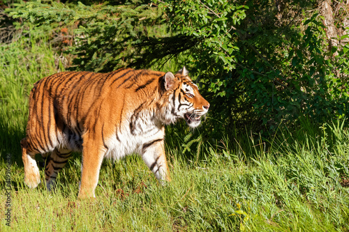 USA, Montana. Siberian tiger in controlled environment.