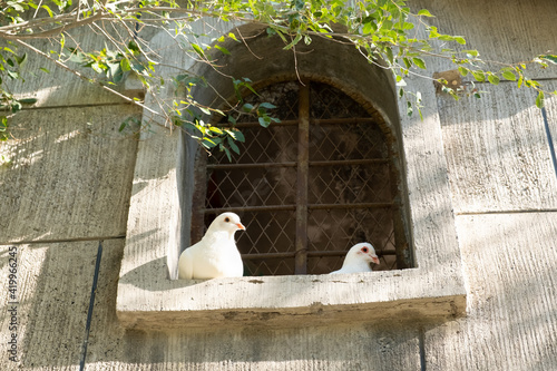 White dove family sitting on window home pet or birds feed attraction in the park, good place for family and children photo