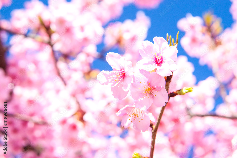 サクラ ピンク 花びら さくら 日本 綺麗 満開 桜 入学 卒業 新生活 