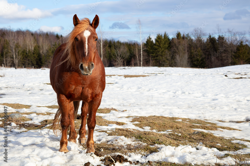 brown horse in winter field with snow farm animal brown horse in winter field with snow farm animal