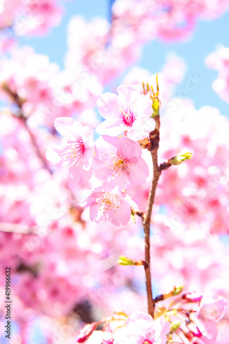 サクラ かわいい きれい 美しい 春 花びら 花見 日本 入学 卒業 満開 穏やか