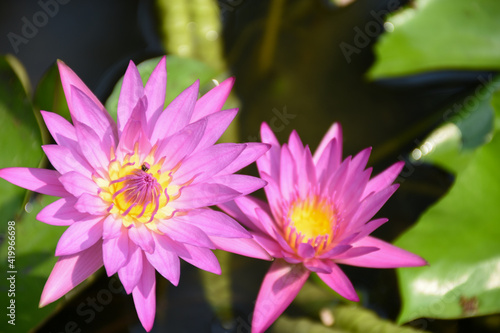 pink lotus flower