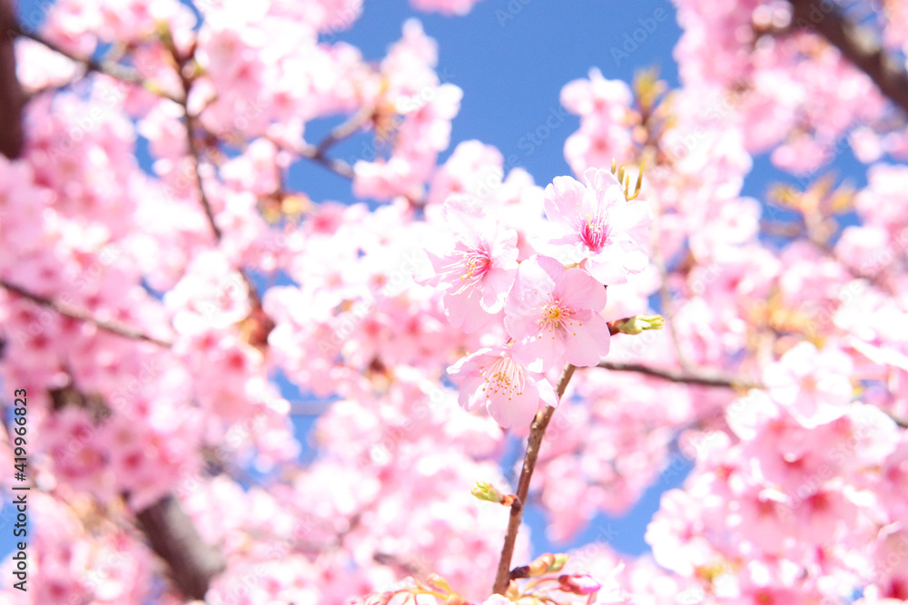 サクラ ピンク かわいい きれい 美しい さくら 桜 かわいい  花びら 花見 日本 入学 卒業