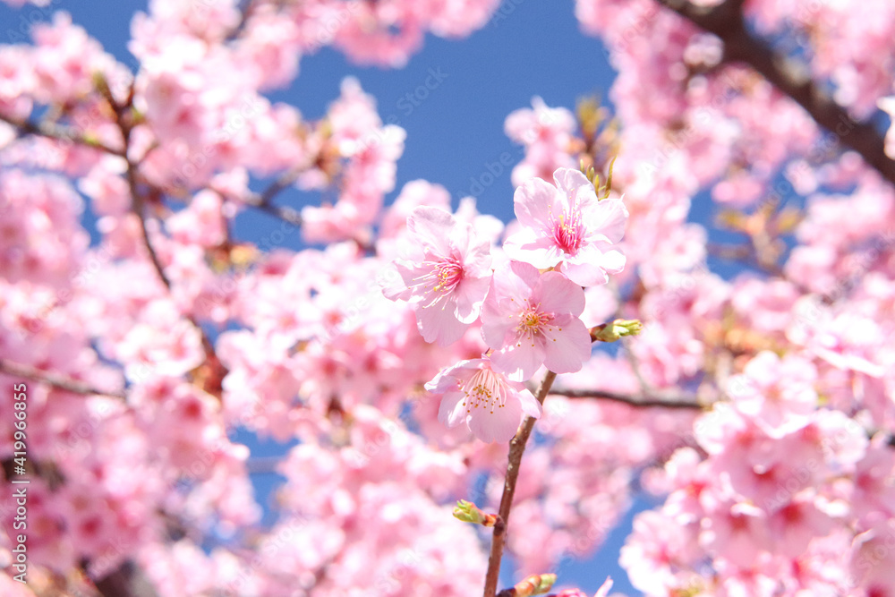 さくら 桜 サクラ かわいい 花見 花びら ピンク きれい 優美 可憐 入学 卒業