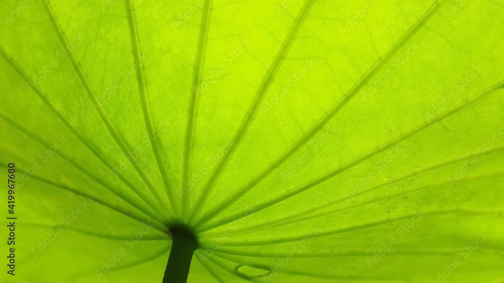 Under the lotus leaf and the stem. Details under the bright green lotus leaf where the sunlight shines. Select content and focus closer. Under the lotus leaf and the stem. Details under the bright green lotus leaf where the sunlight shines. Select content and focus closer.