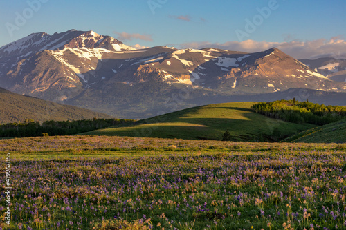 Larkspur and other prairie wildflowers along the Rocky Mountain Front near East Glacier, Montana, USA