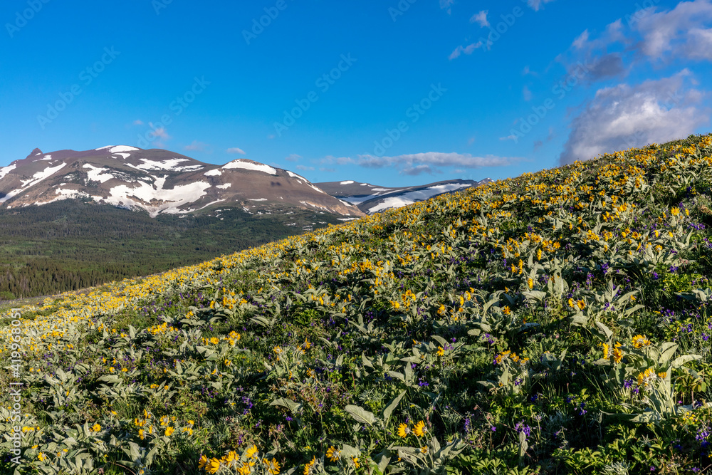 Arrowleaf balsamroot wildflowers along the Rocky Mountain Front near East Glacier, Montana, USA