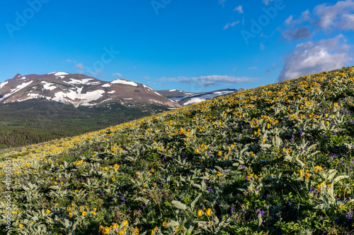 Arrowleaf balsamroot wildflowers along the Rocky Mountain Front near East Glacier, Montana, USA