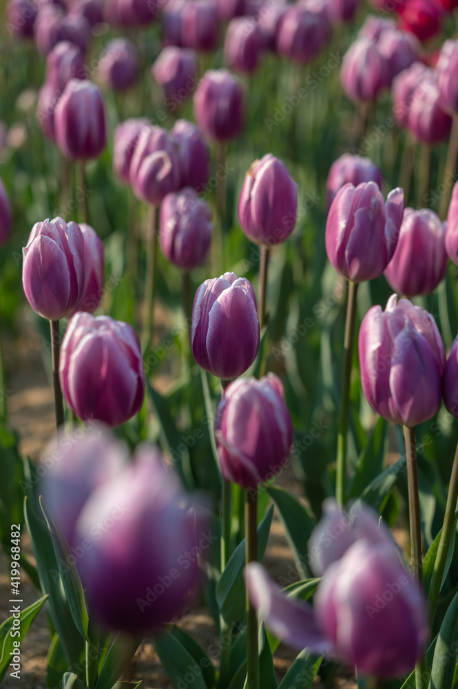 Obraz premium fresh pink tulips in sunlight, high angle view