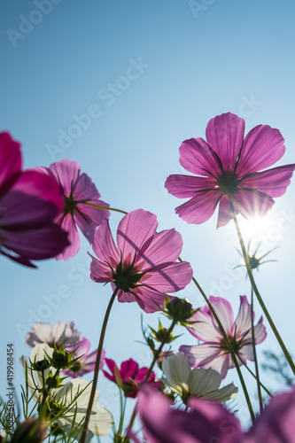 wild flowers in sunny day