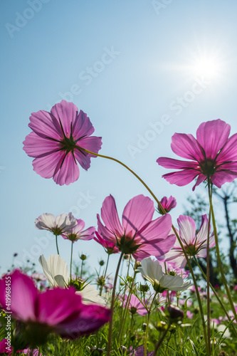 wild flowers in sunny day